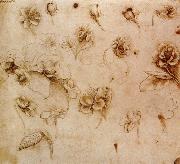 Leonardo  Da Vinci Flower Studies painting